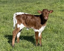 A&S Holey Moley Heifer