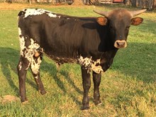 2016 Talent Star Bull Calf